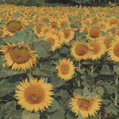 麻将胡了2游戏入口